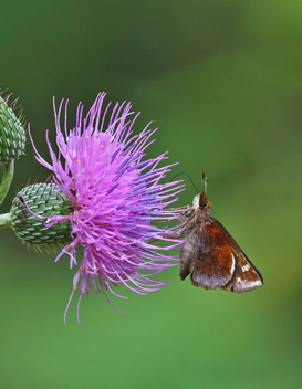 Zabulon Skipper female